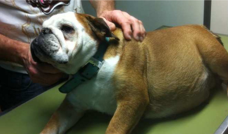 Reproduction assistée d'un chien bulldog anglais Reproduction assistée d'un chien bulldog anglais