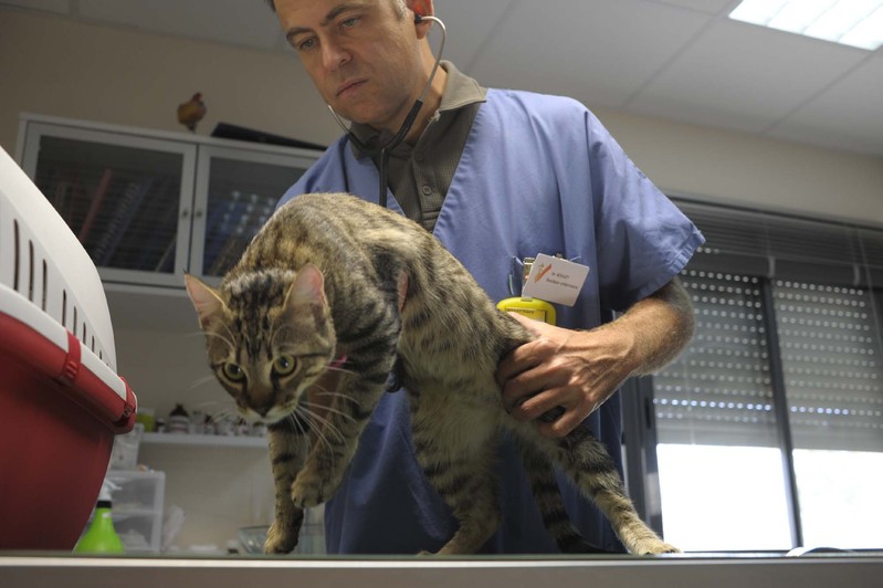 Neurochirurgien Veterinaire A Montpellier Orthovet Thierry Boulet Neurochirurgien Veterinaire A Montpellier Orthovet Thierry Boulet