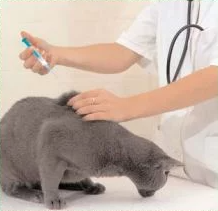 Pourquoi Et Comment Vacciner Mon Chat Clinique Orthovet St Jean De Vedas