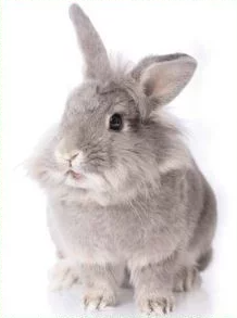 Mon Petit Mammifere Se Gratte Clinique Orthovet St Jean De Vedas