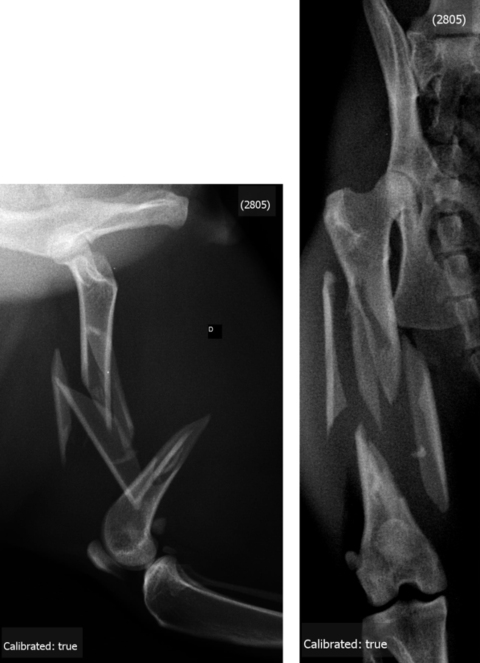 Chirurgie traumatologique d'un chat européen | ORTHOVET - Thierry ...