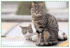 Le Fibrosarcome Chez Le Chat Qu Est Ce Que C Est Orthovet Le Fibrosarcome Chez Le Chat Qu Est Ce Que C Est Orthovet