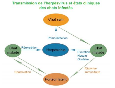 Virus Coryza du chat