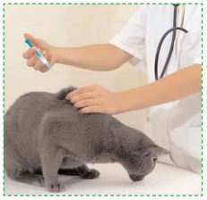 Pourquoi Et Comment Vacciner Mon Chat Orthovet Thierry Boulet