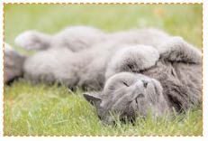 un chat se roule dans l'herbe