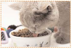 Alimentation du chat : les croquettes