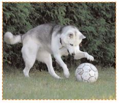 un chien joue avec un ballon