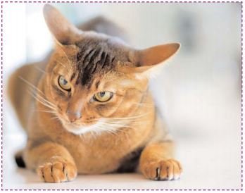 Education Le Demenagement Du Chat Quelles Adaptions Orthovet