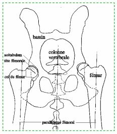 Dysplasie hanche chez le chien