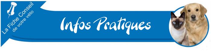 Liste Des Prenoms De Chiens Et Chats En 10 L Annee Des F Orthovet