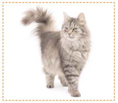 comment bien nourrir son chat ?