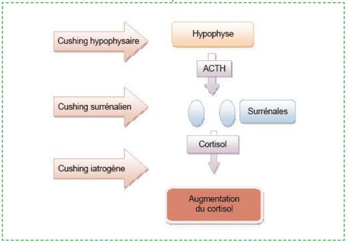 Syndrome de cushing