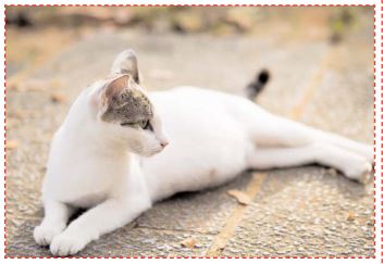 Votre Chatte Attend Une Portee Que Faire Orthovet Votre Chatte Attend Une Portee Que Faire Orthovet