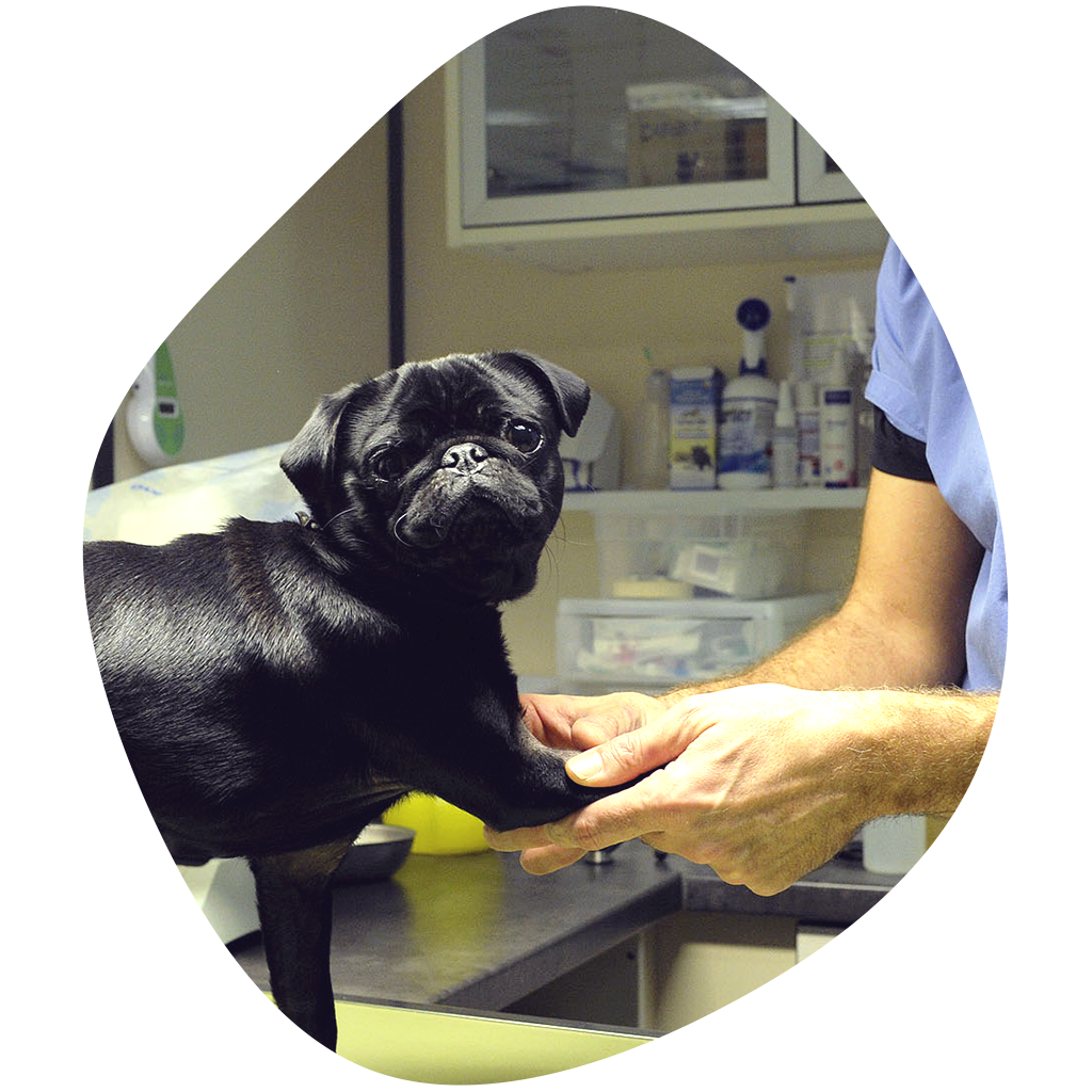 Laboratoire d’analyses vétérinaire Laboratoire d’analyses vétérinaire - Clinique Orthovet