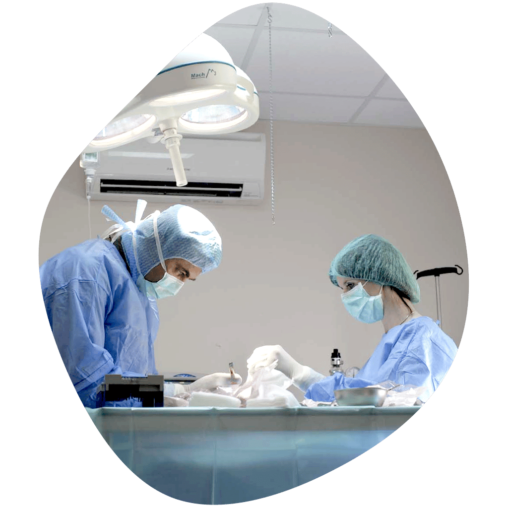 Chirurgie vétérinaire, Clinique vétérinaire Orthovet