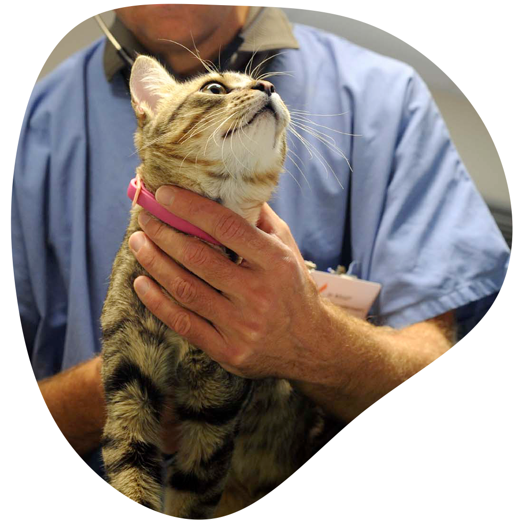 Auscultation chat, soins vétérinaires clinique Orthovet