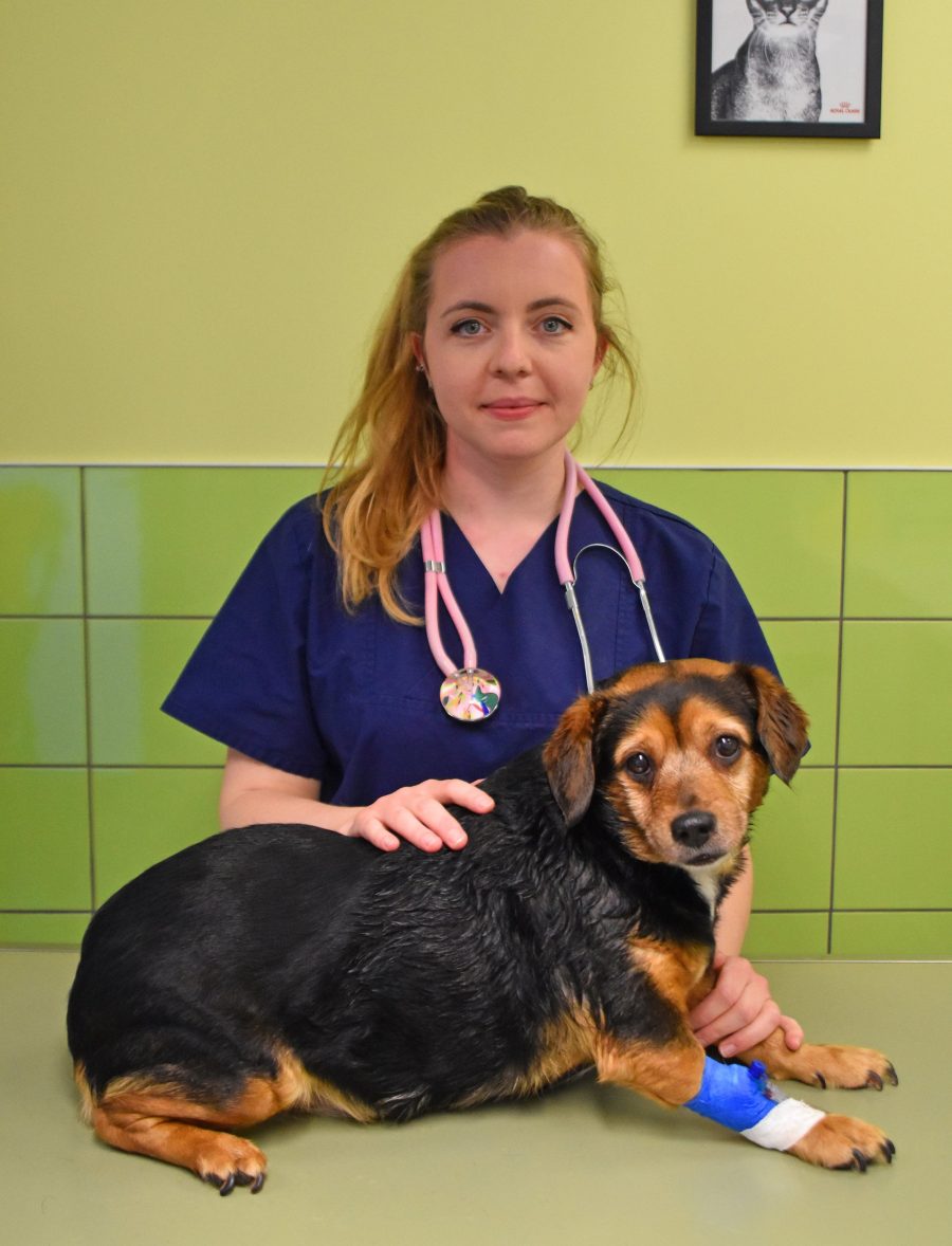 L'équipe médicale de la clinique vétérinaire Orthovet, Dr Troise