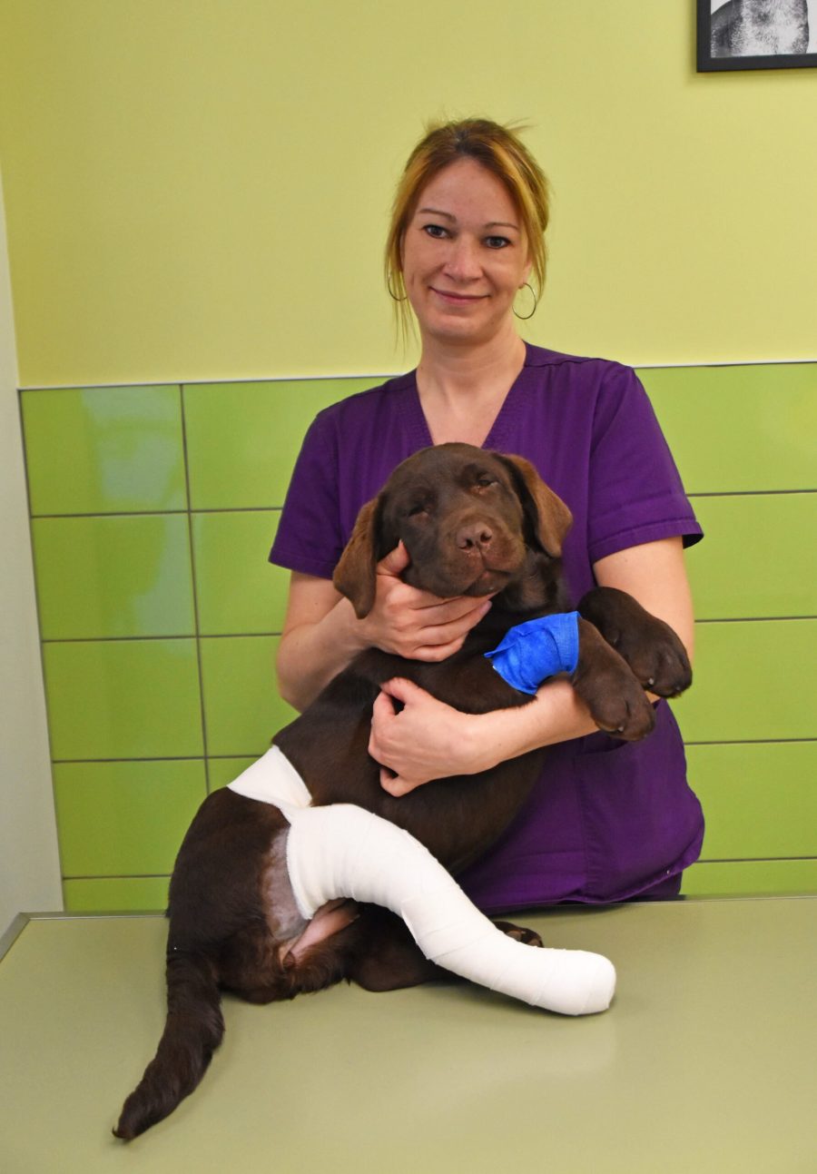 L'équipe médicale de la clinique vétérinaire Orthovet, Elodie