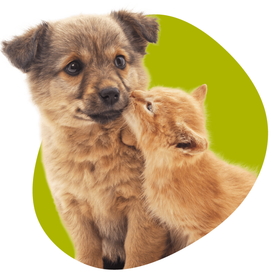 Soins de vos animaux de compagnie chient et chat - Clinique vétérinaire Orthovet