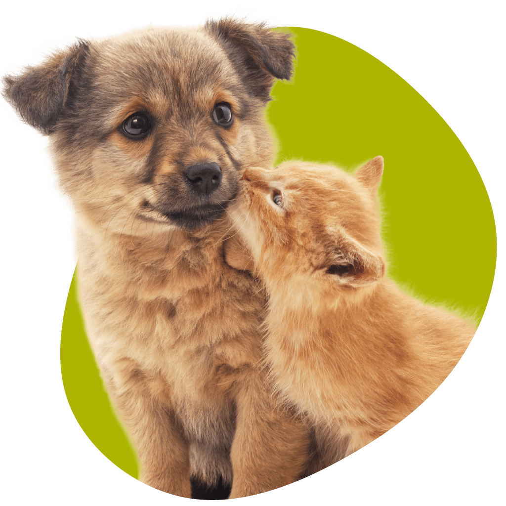 Clinique vétérinaire Orthovet à St Jean de Védas Soins de vos animaux de compagnie chient et chat - Clinique vétérinaire Orthovet