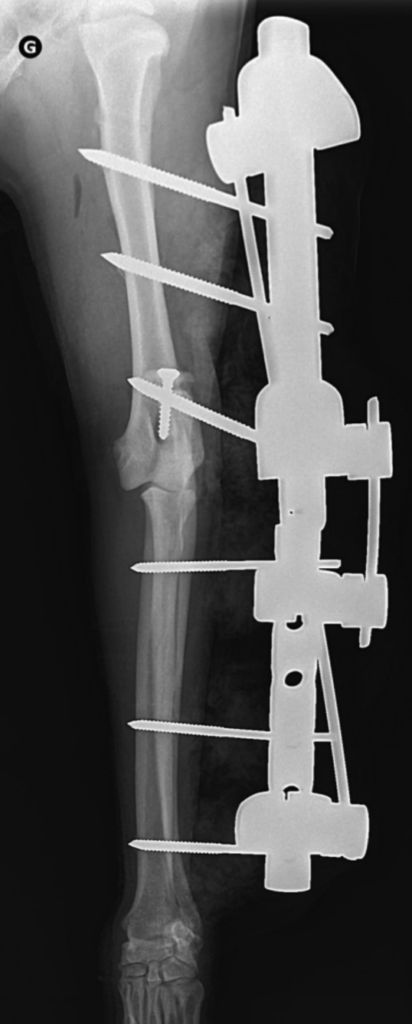 reinsertion du tendon par vis - Clinique vétérinaire Orthovet