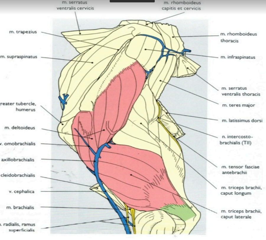 schéma épaule et bras du chien - Clinique Orthovet