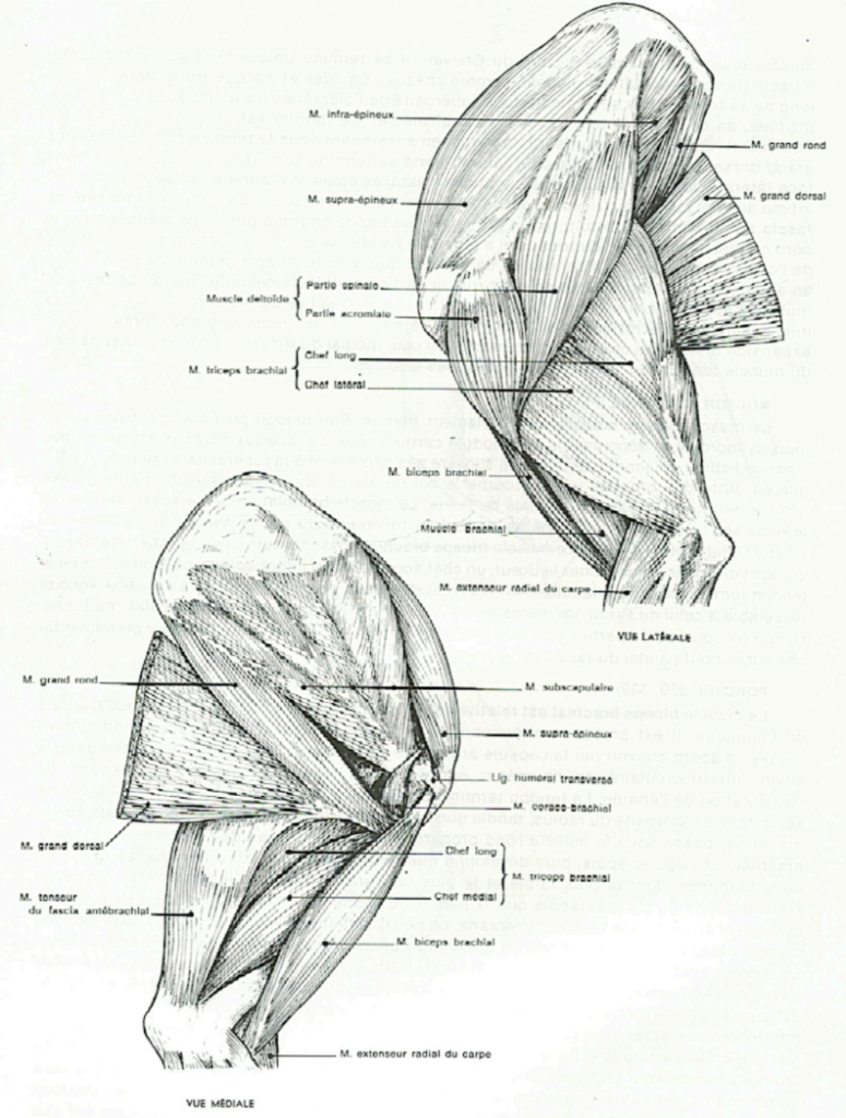 muscle de l'épaule et du bras du chien - clinique orthovet St Jean De Vedas