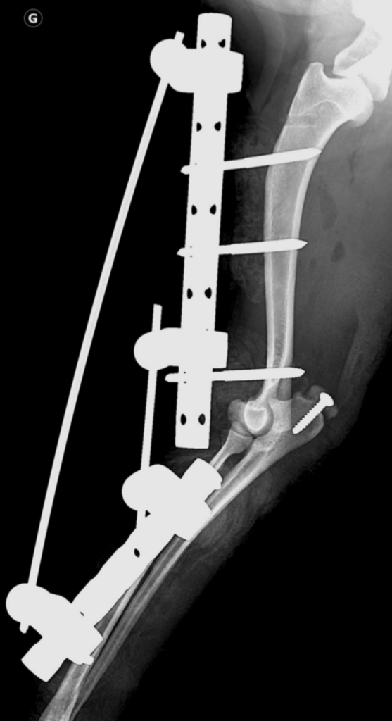 radio d'un chien qui a un problème au tendon - clinique vétérinaire orthovet