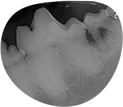 Consultation en dentisterie et stomatologie animale