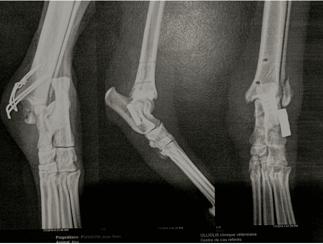 cas clinique arthrodèse orthovet