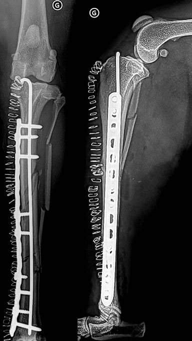 guiness chirurgie orthopédique complexe orthovet